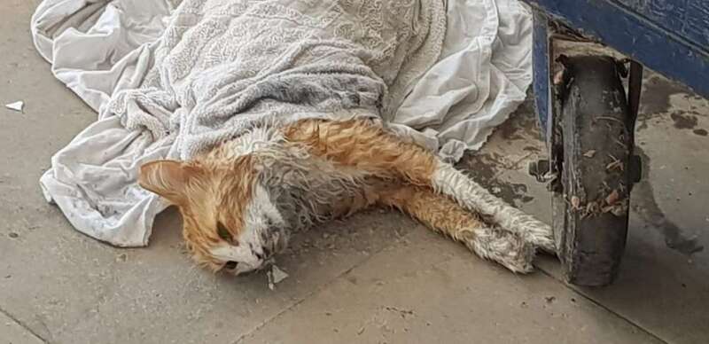 Imagen de uno de los felinos que han aparecido muertos en Mogán (Foto TA)